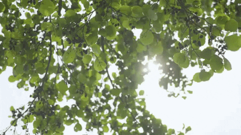 Bos Natuur GIF by Stad Genk