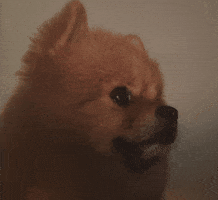 Dog What GIF