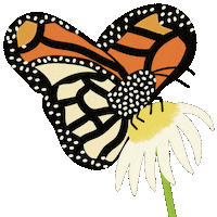 Monarch Butterfly Summer Sticker