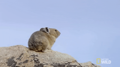 national geographic pika GIF by Nat Geo Wild