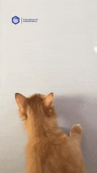 Kitty GIF by Polish Pharmaceutical Students’ Association