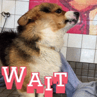Wait Corgi GIF