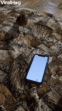 How To Entertain A Thrush GIF by ViralHog