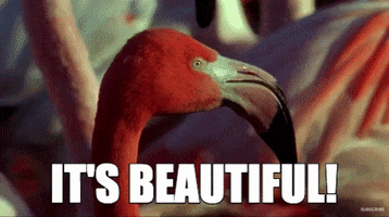 ForwardMadisonFC soccer flamingo madison forward GIF