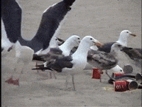 pornhub GIF