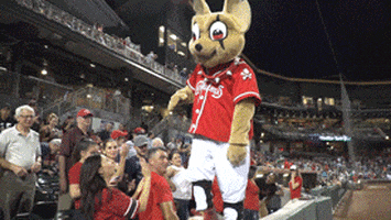epchihuahuas giphyupload baseball chihuahua mascots GIF