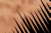 NarutimazeSS naruto sasuke lee rock lee GIF