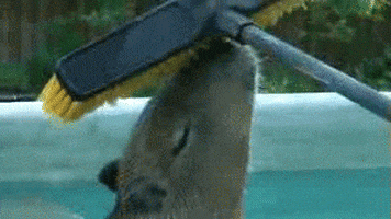 capybara GIF