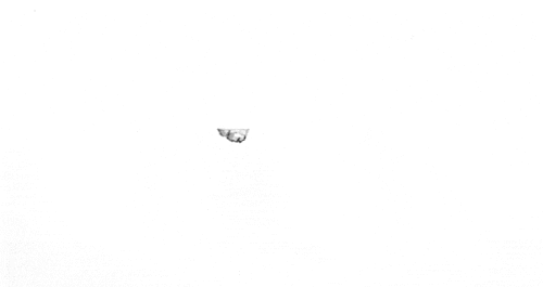cat motion GIF by Eno Swinnen