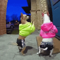 Dogs Twerk GIF by Respective
