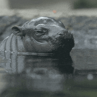 Tired Baby Animals GIF by San Diego Zoo