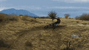 #mtb #mountainbike GIF by Red Bull