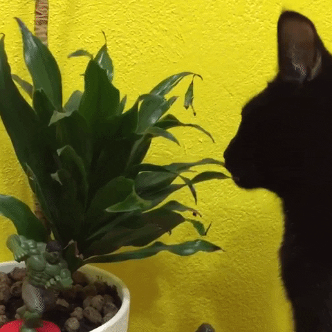 rrrrrrrmedia giphyupload cat plant lets do it GIF
