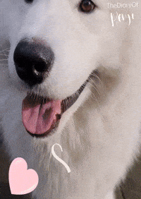 Benji Paco GIF