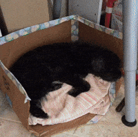 Dog Casper GIF