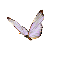 Anielicristina Sticker by Aniéli Cristina Linhares