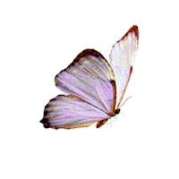 Borboleta Sticker by Aniéli Cristina Linhares