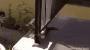 Cat Falling GIF