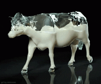 Rudyamon giphyupload milk cow milking GIF