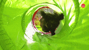 Dog Puppy GIF by BuzzFeed