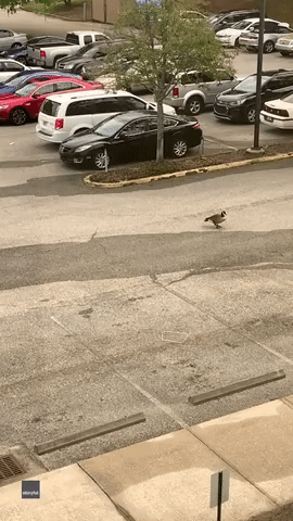 Goose Attacks Woman Who Steps Too Close to Nest at Jacksonville Parking Lot