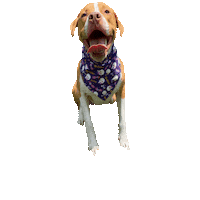 Pit Bull Dog Sticker by Geekster Pets