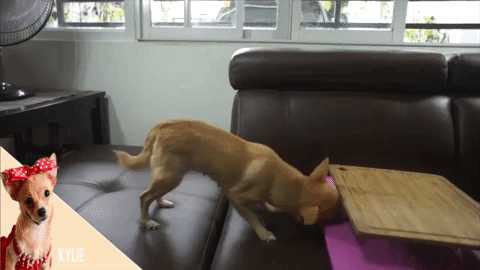 Animated GIF