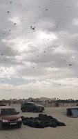 Swarms of Locusts Filmed in Bahrain