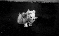 shall we dance lol GIF by Maudit