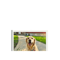 marshallucareer mu lorelai marshall university therapy dog Sticker