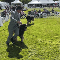 GIF by Westminster Kennel Club