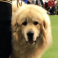 Dog Show GIF by Westminster Kennel Club