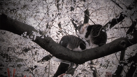 cherry blossom cat GIF