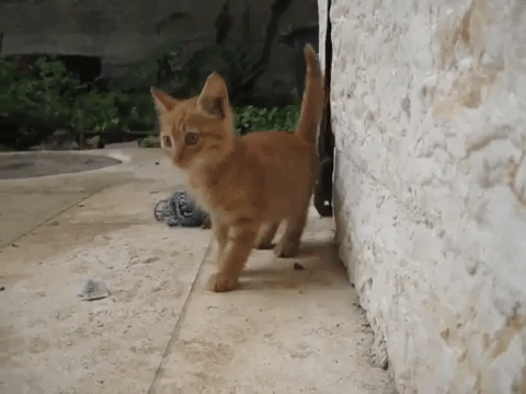 cat kitten GIF