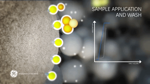 hydrophobic interaction chromatography GIF