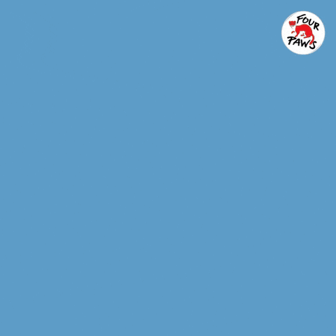 Bear Lion GIF by FOUR PAWS