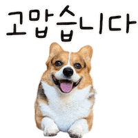 Corgi Milo Sticker