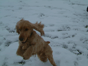 puppy GIF