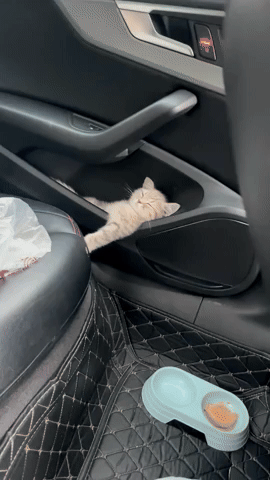 cuteanimalland giphyupload GIF