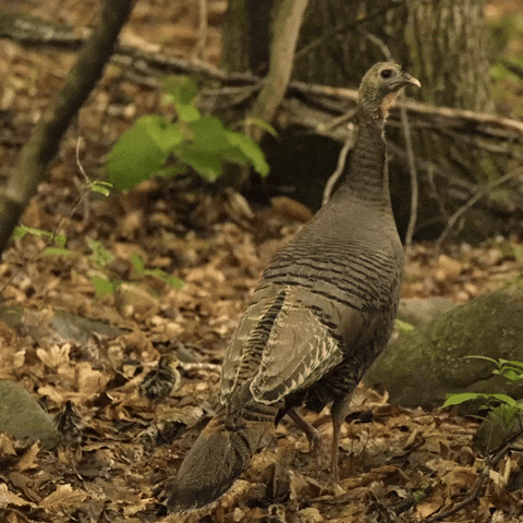 GIF by Nature on PBS