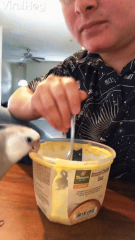 Soup the Cockatiel Head Bangs