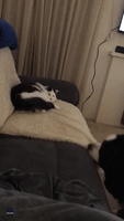 Playful Dog Interrupts Cat's Chill-Out Time