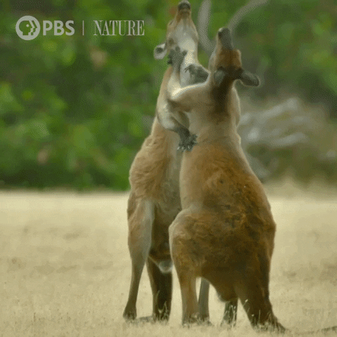 Pbs Nature Animales GIF by Nature on PBS