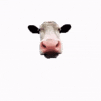 Bljght GIF