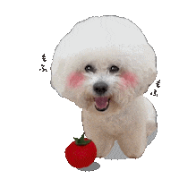 犬 Bichon Sticker