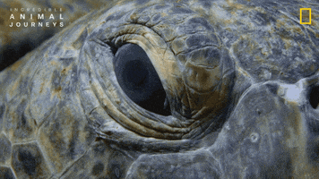 National Geographic Ocean GIF by Nat Geo Wild