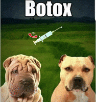 thelkristijan dog botox GIF