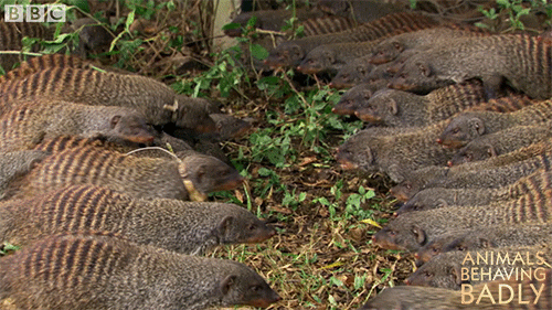 wildlife mongoose GIF by BBC Earth