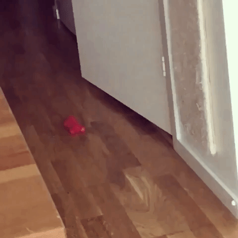 Frustrated Cat Can't Catch His Toy