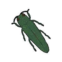 cfia_acia plant canada plants bug Sticker